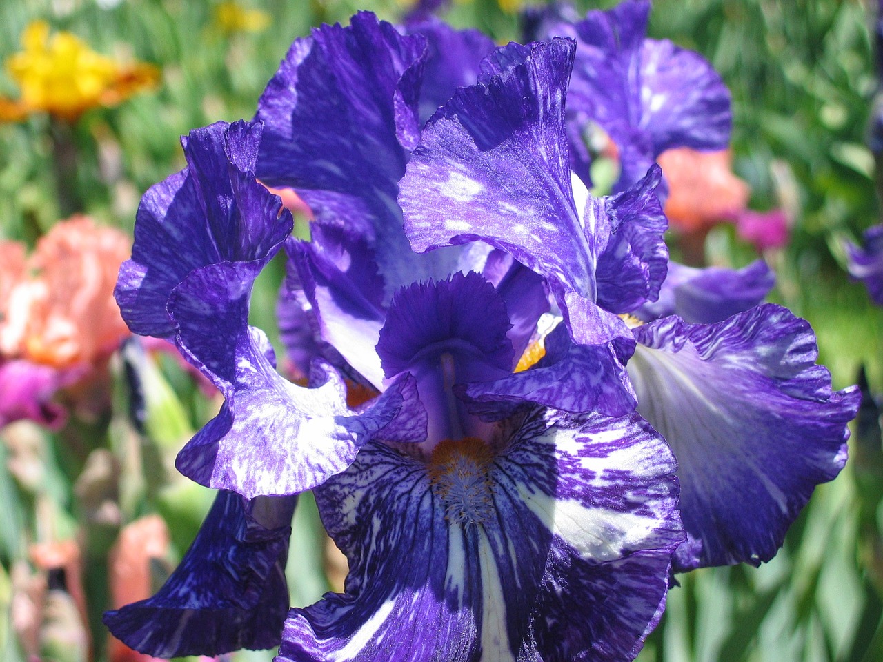 purple iris vuillerens spring free photo