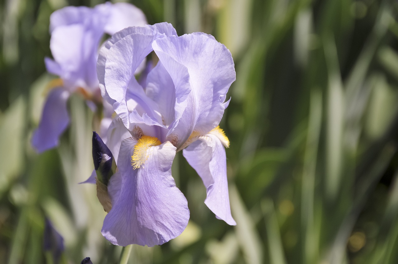 purple iris flower nature free photo