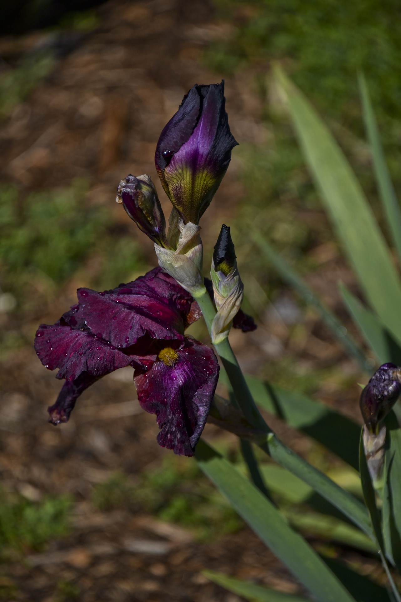 purple flower iris free photo