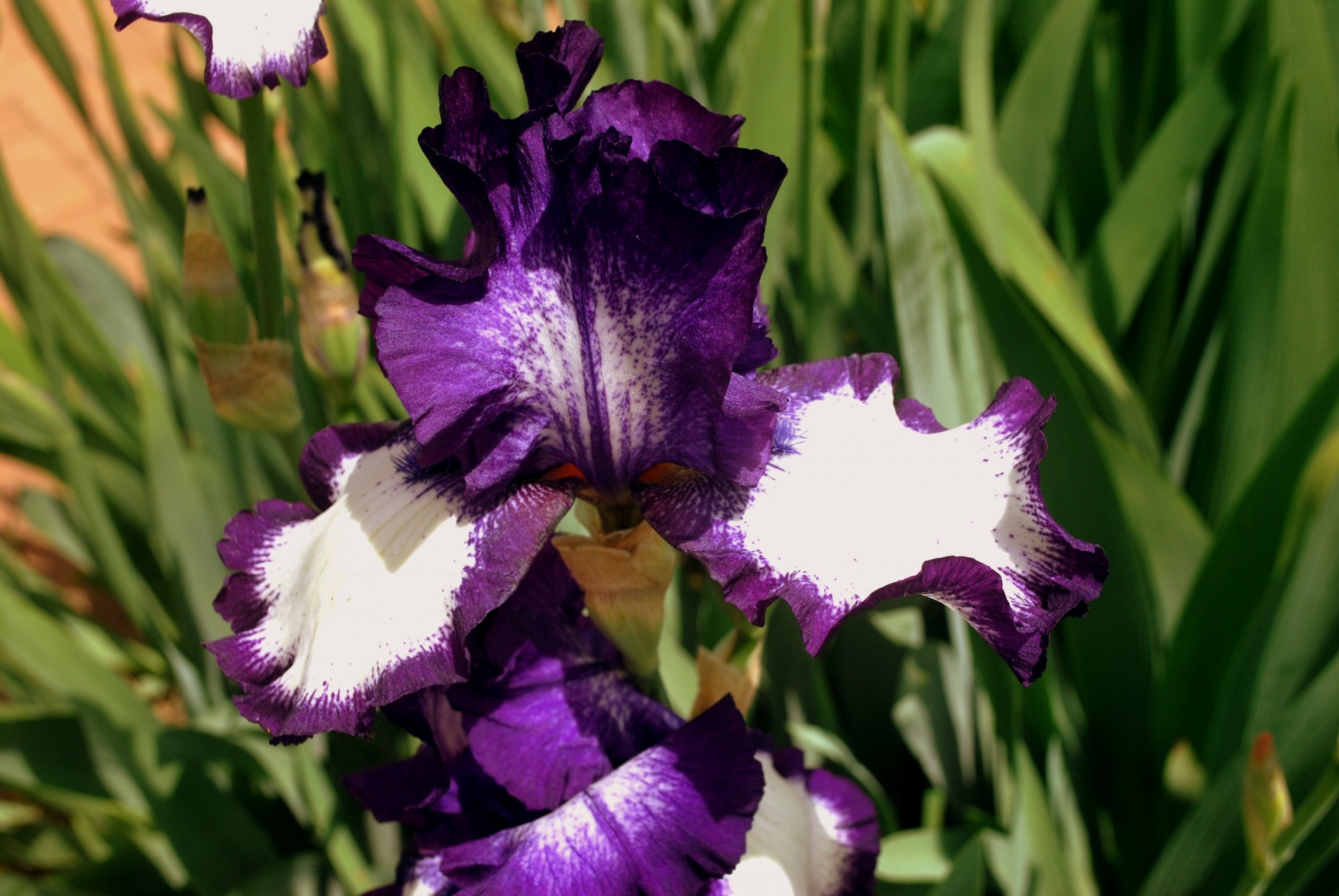 flower flowers iris free photo