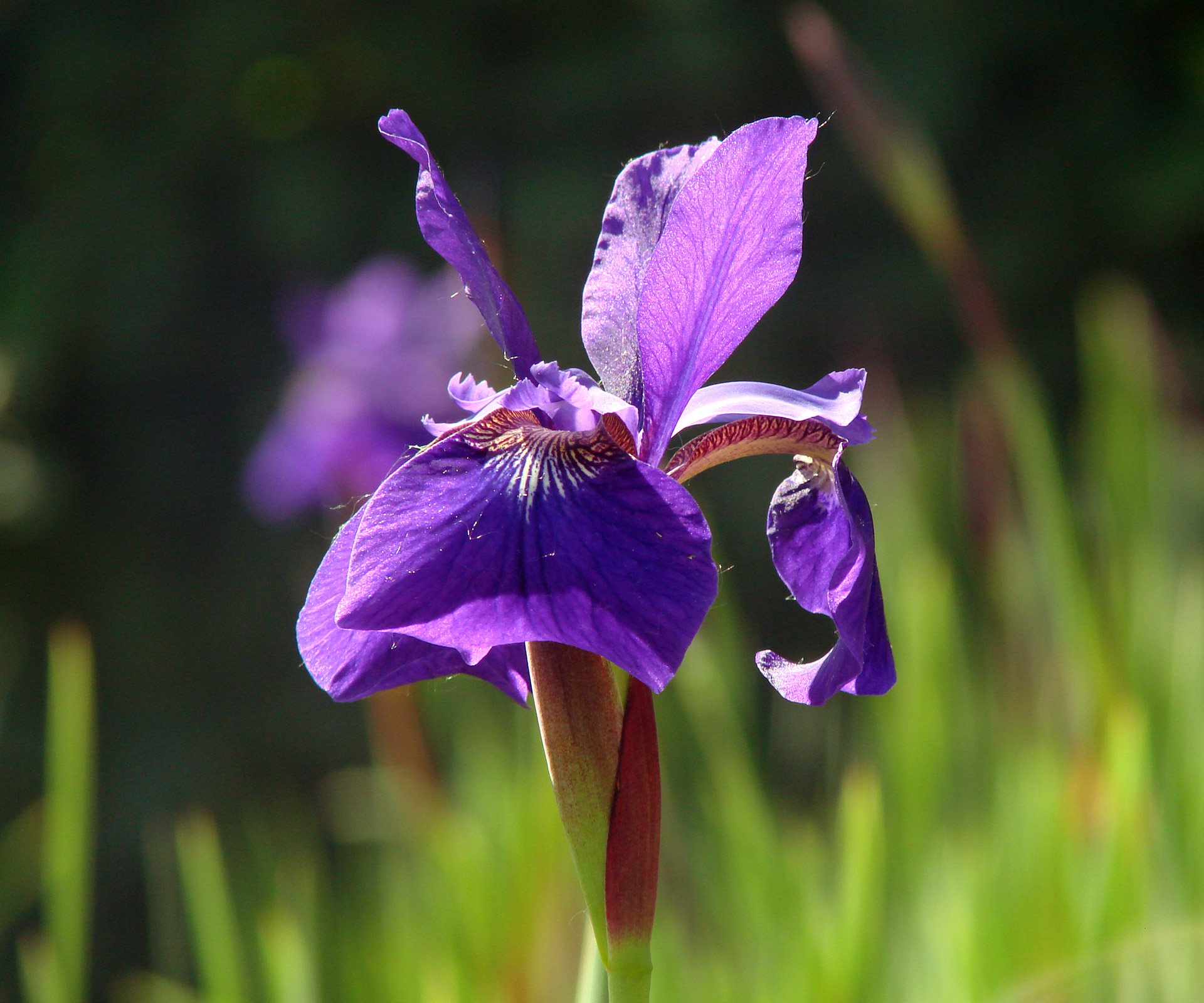 purple iris beautiful bright color free photo
