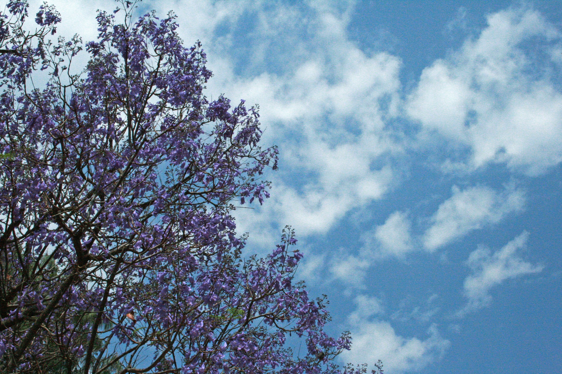 sky blue clouds free photo