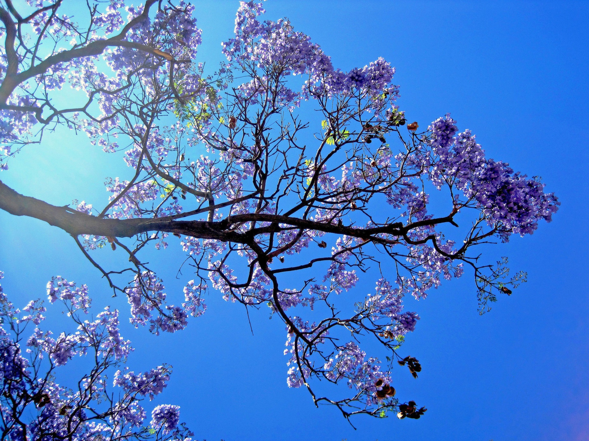 tree jacaranda flowering free photo