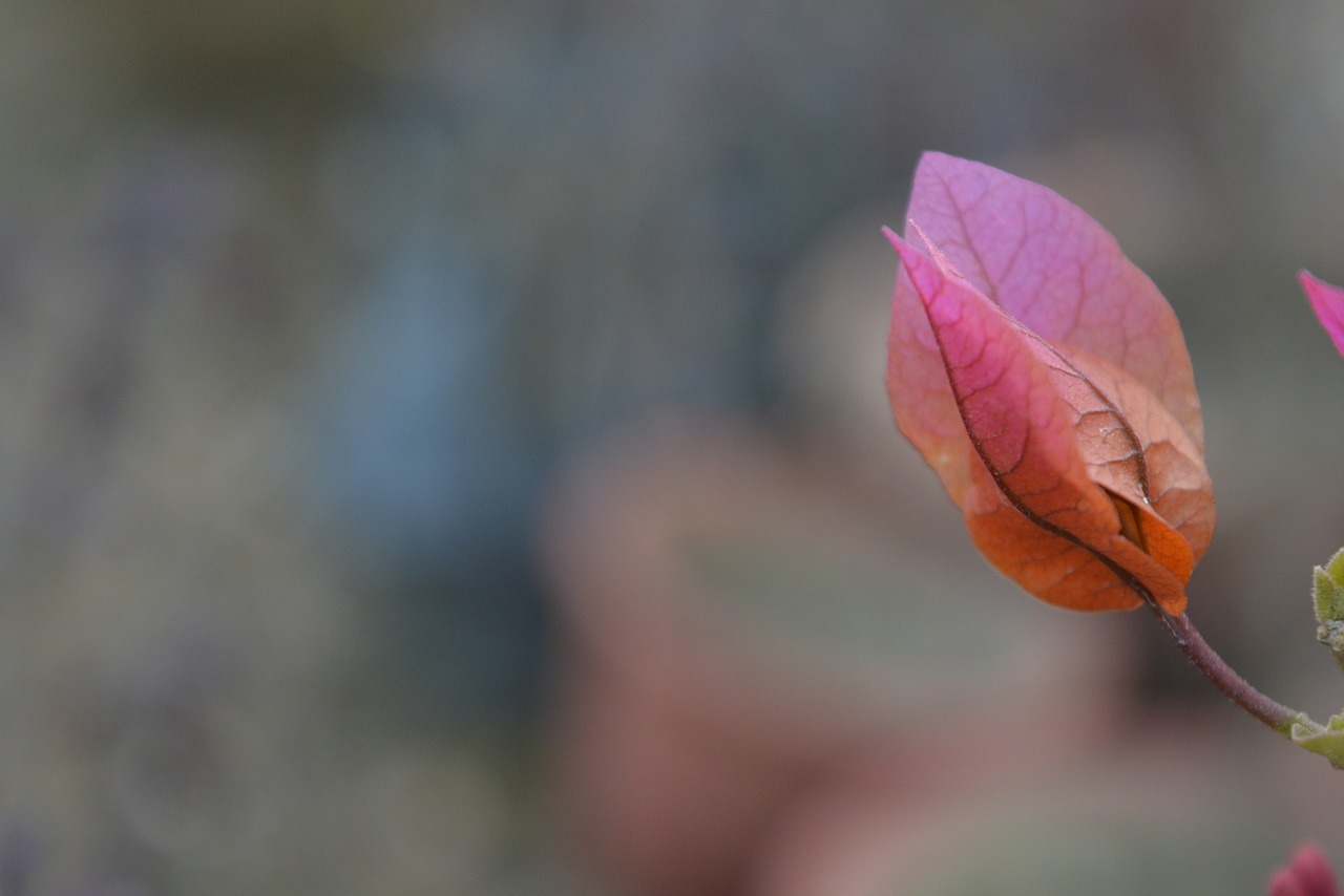 purple leaf nature leaf free photo