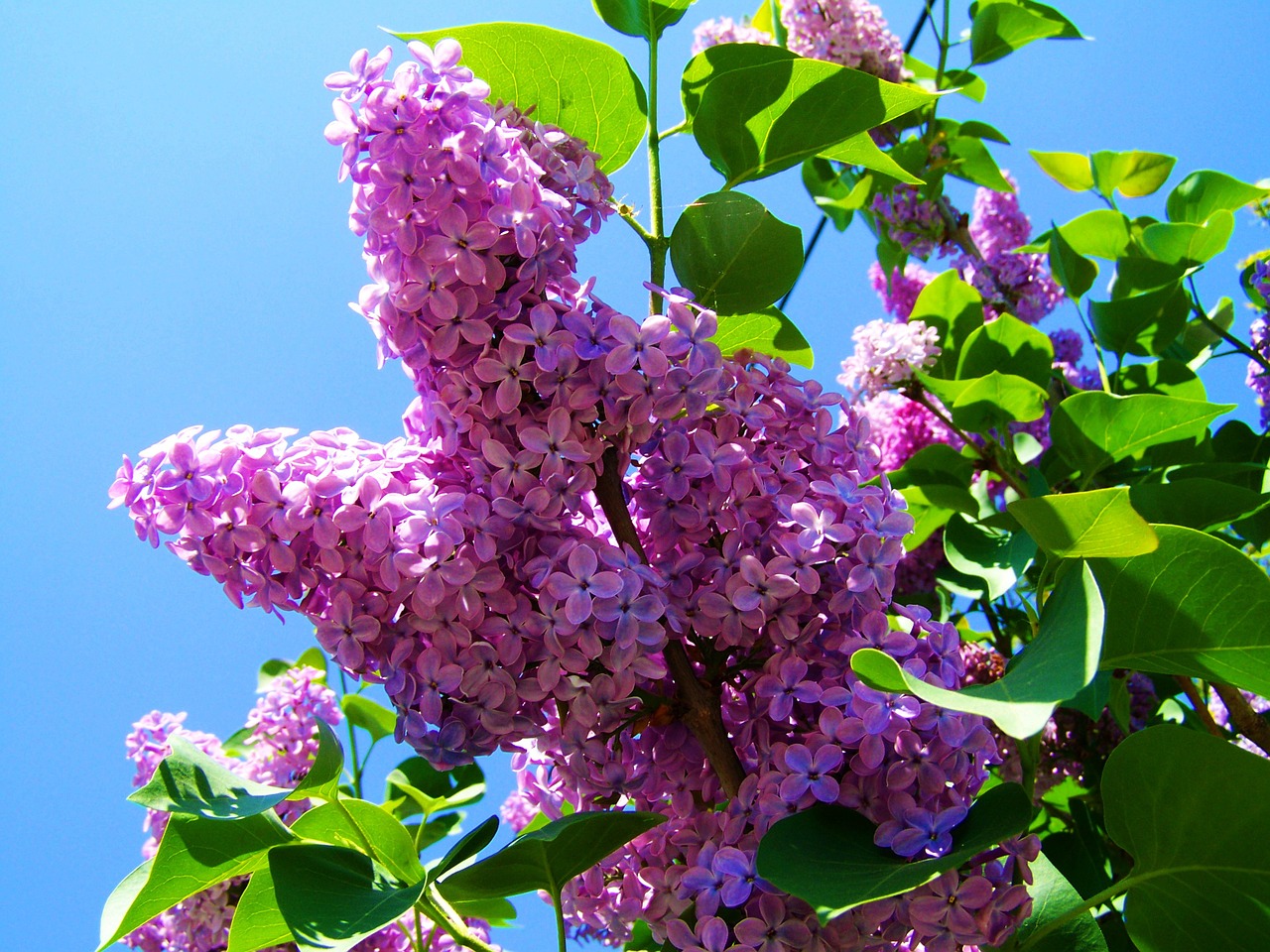 purple lilac spring flower garden free photo