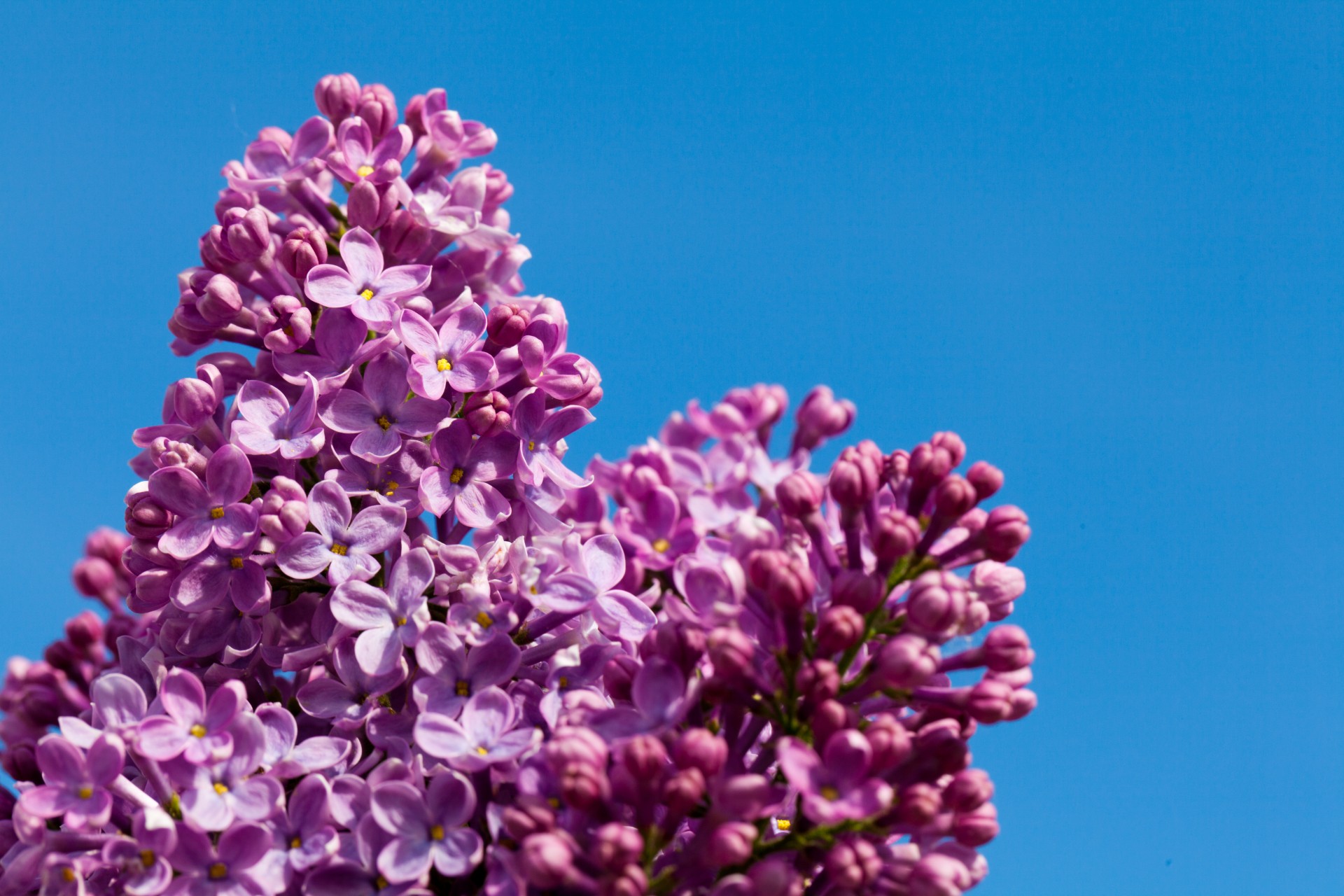 purple lilac spring free photo