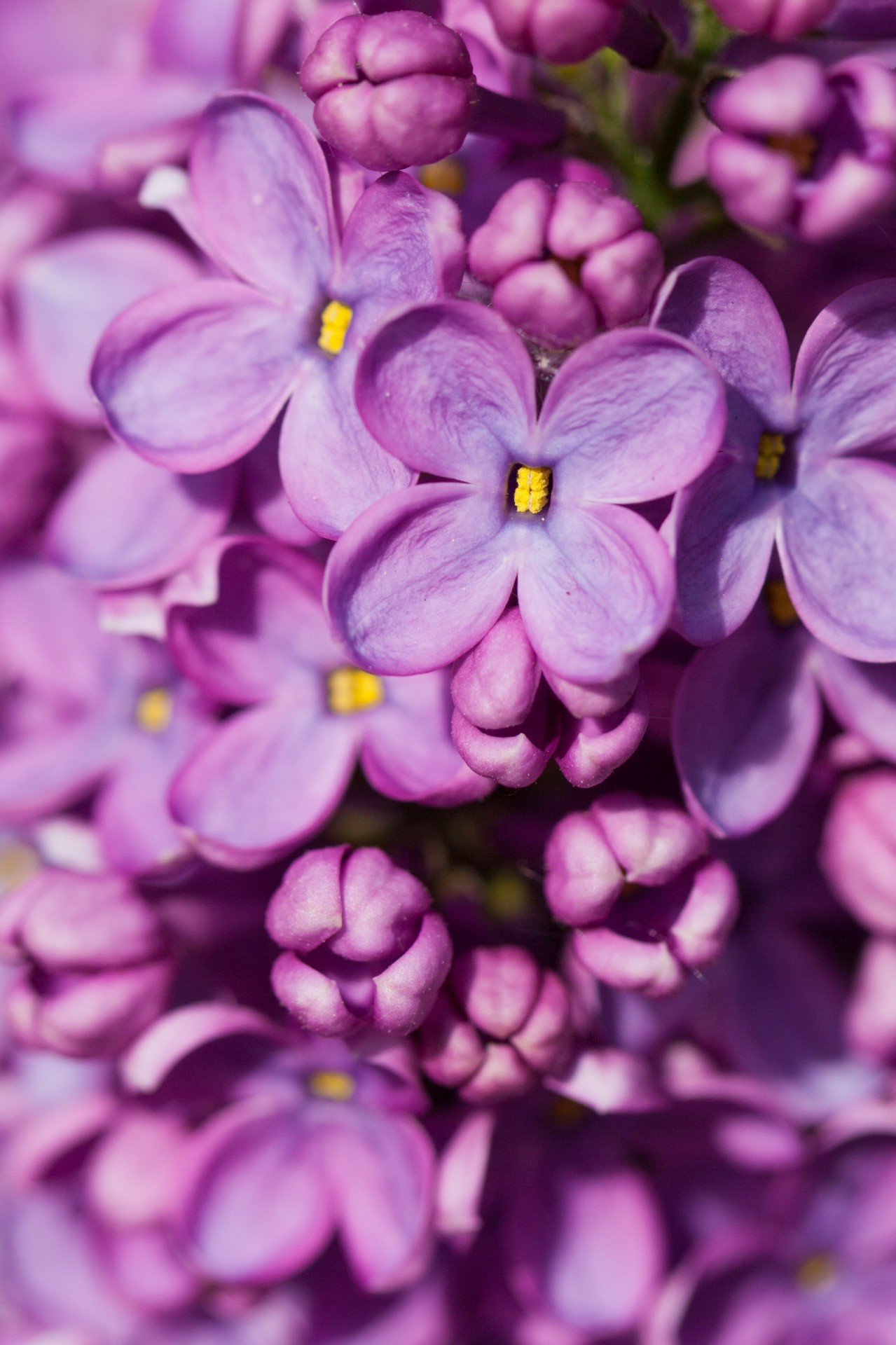 purple lilac spring free photo