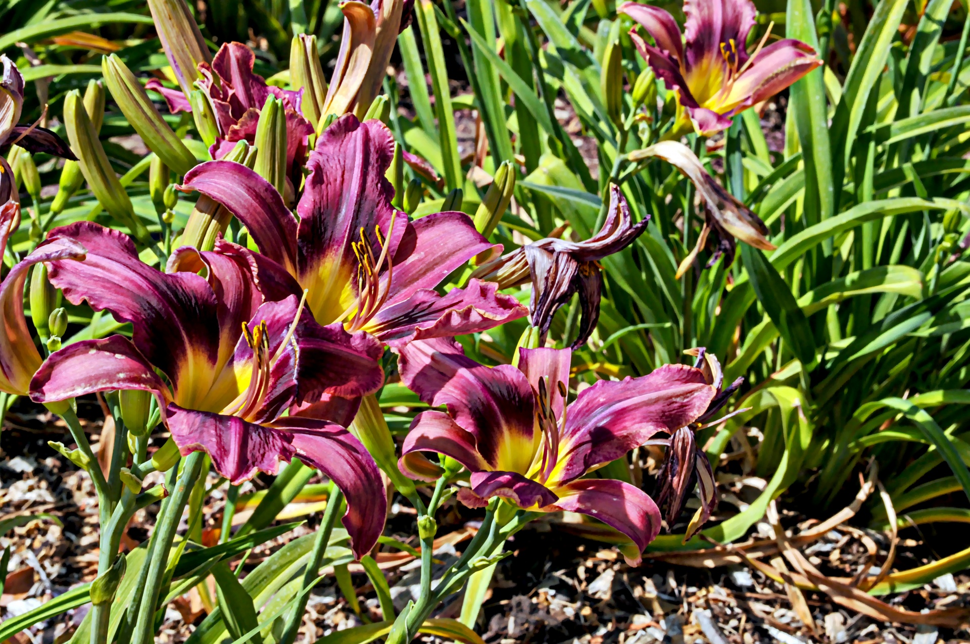 lily lilies purple free photo