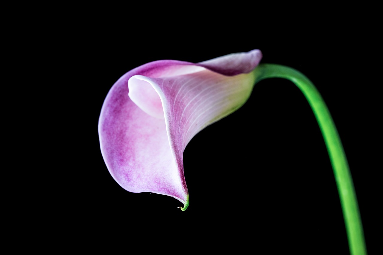 purple lily  isolated  on black background free photo