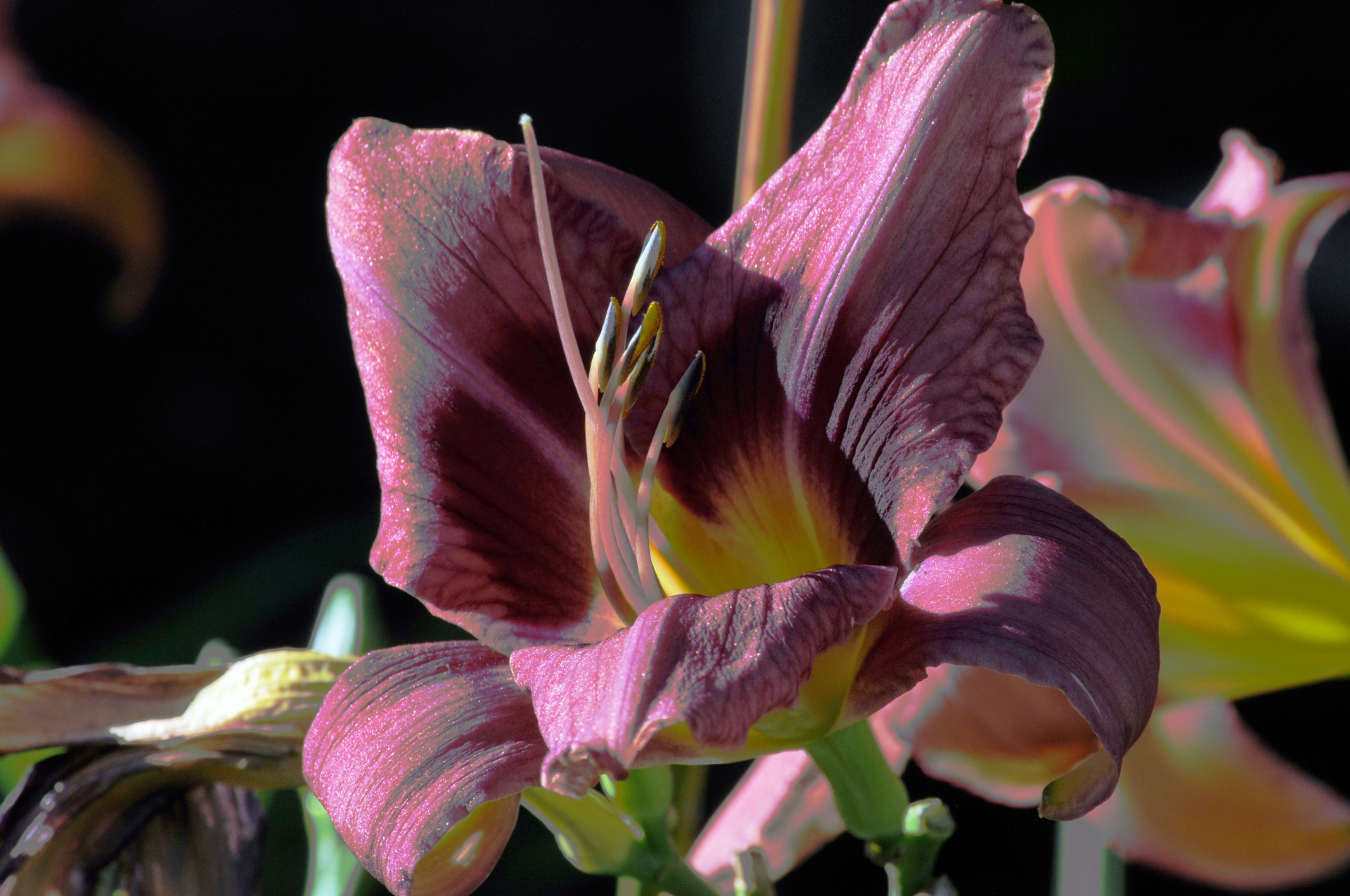 lily flower flowers free photo