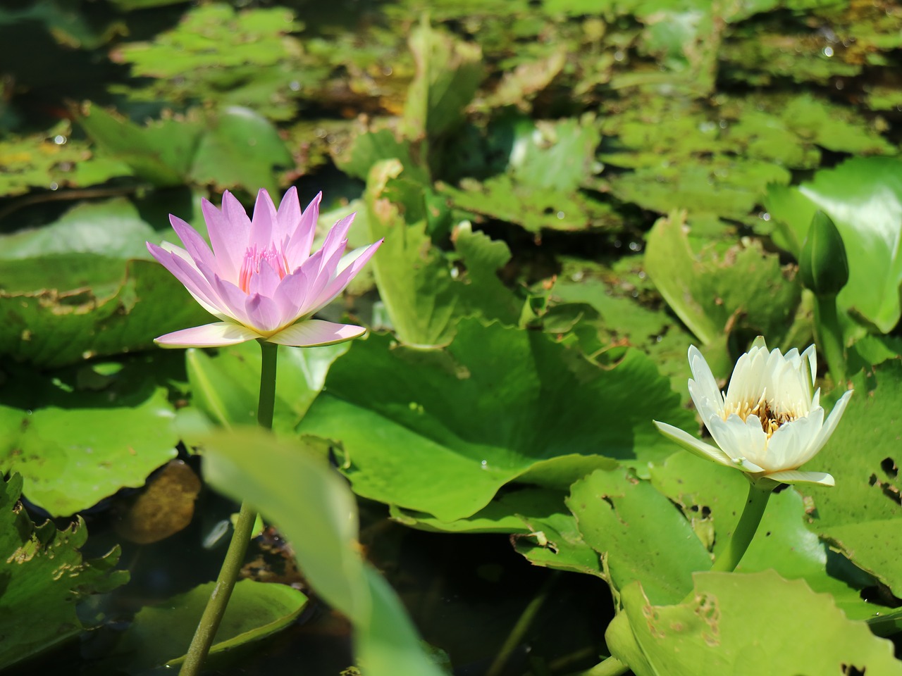 purple lotus flowering lotus pond free photo