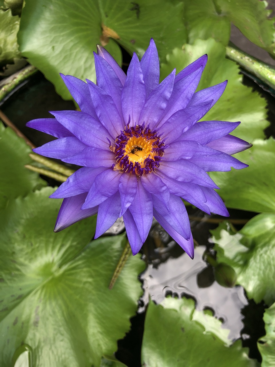 purple lotus  purple flower  water flower free photo
