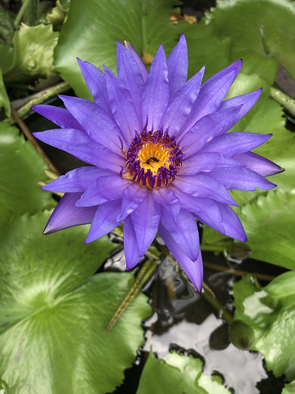 purple lotus  purple flower  water flower free photo