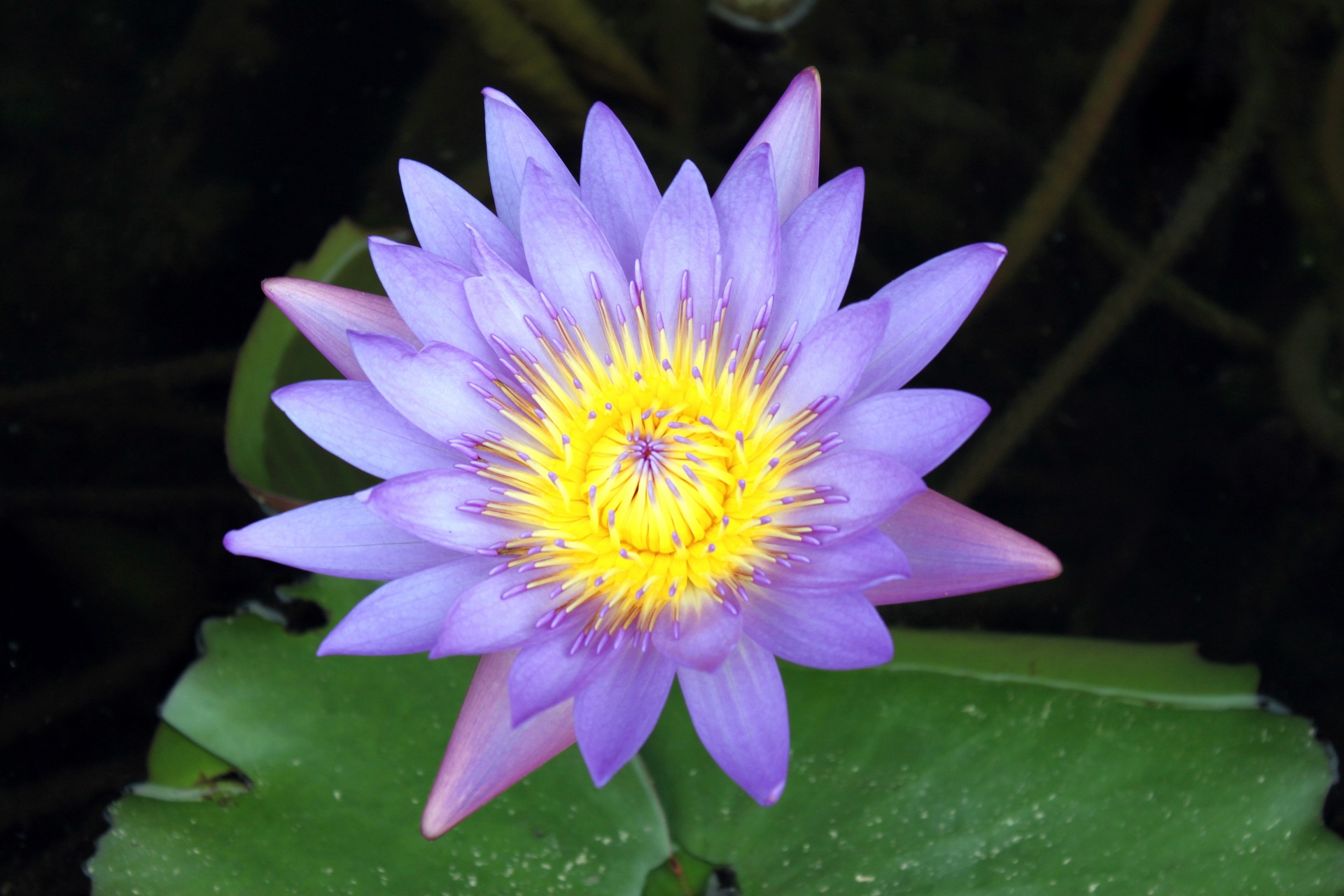 purple lotus flower pond green lotus leave free photo