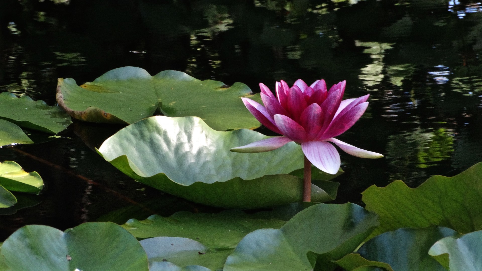 purple lotus flower free photo