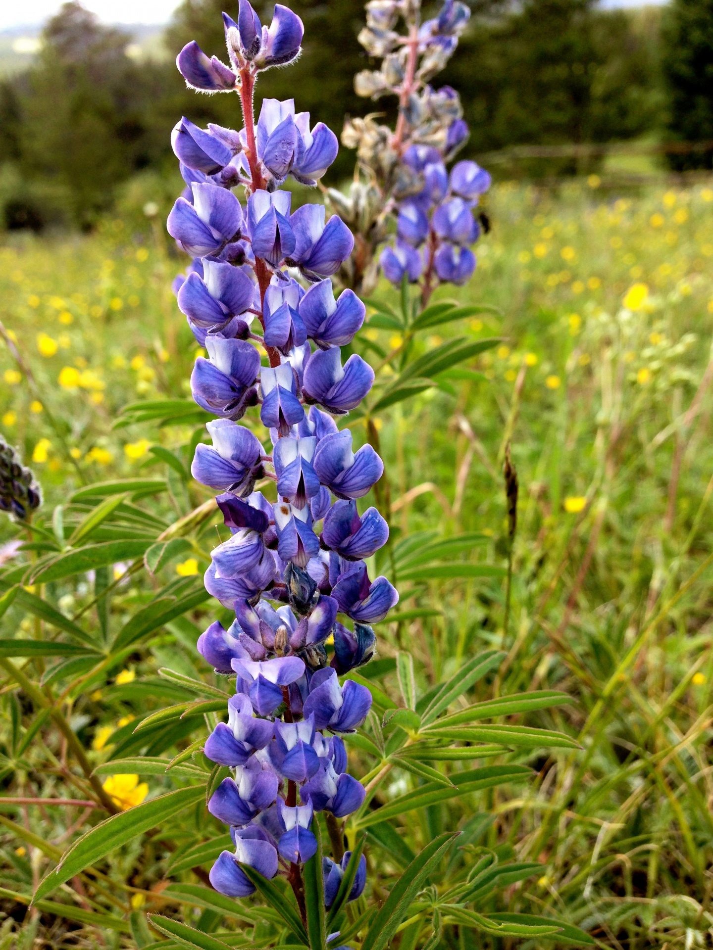 lupine plant flower free photo