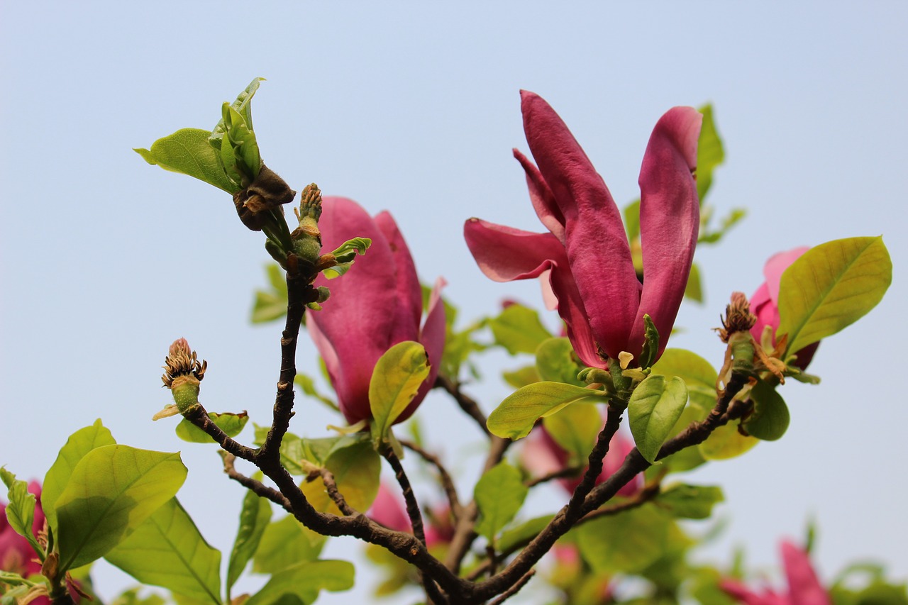 purple magnolia flower magnolia flower free photo