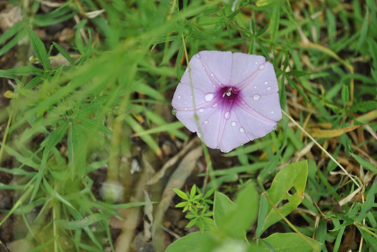 purple morning glory flower regional flower free photo