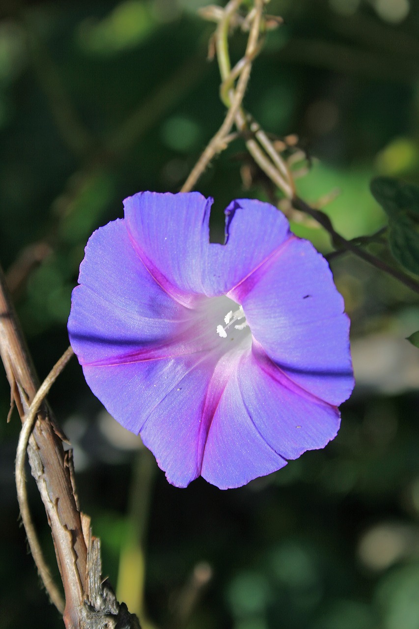 purple morning glory flower flower trumpet free photo