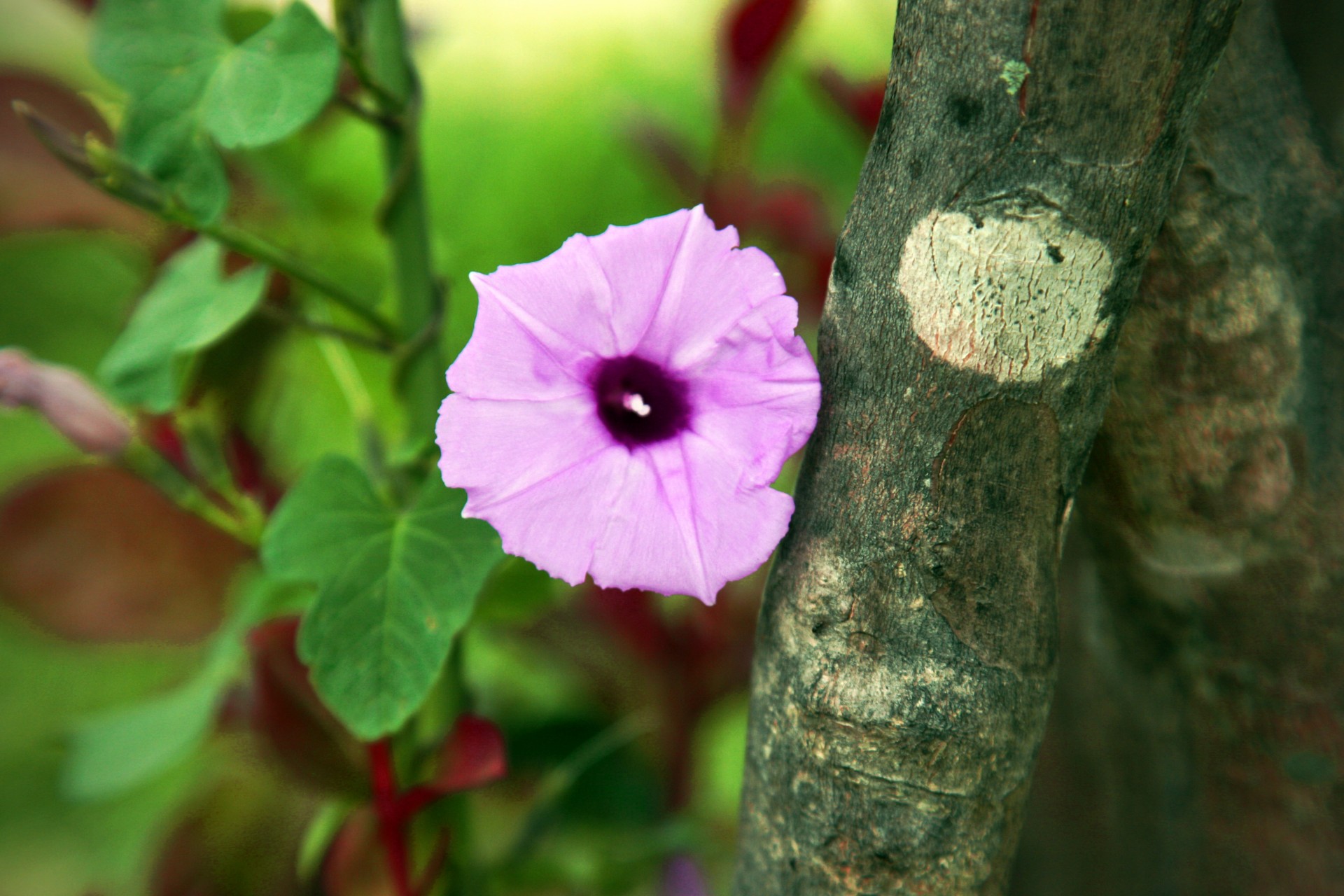 purple flowers morning glories free photo