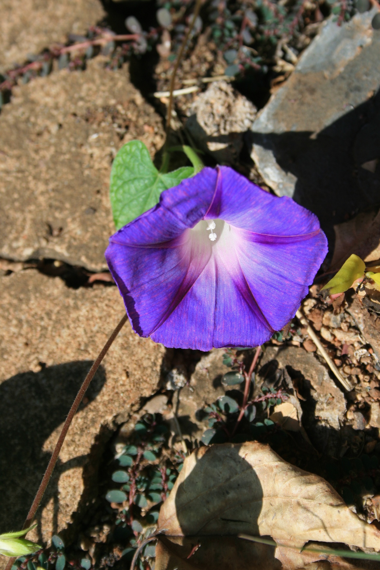flower purple trumpet free photo