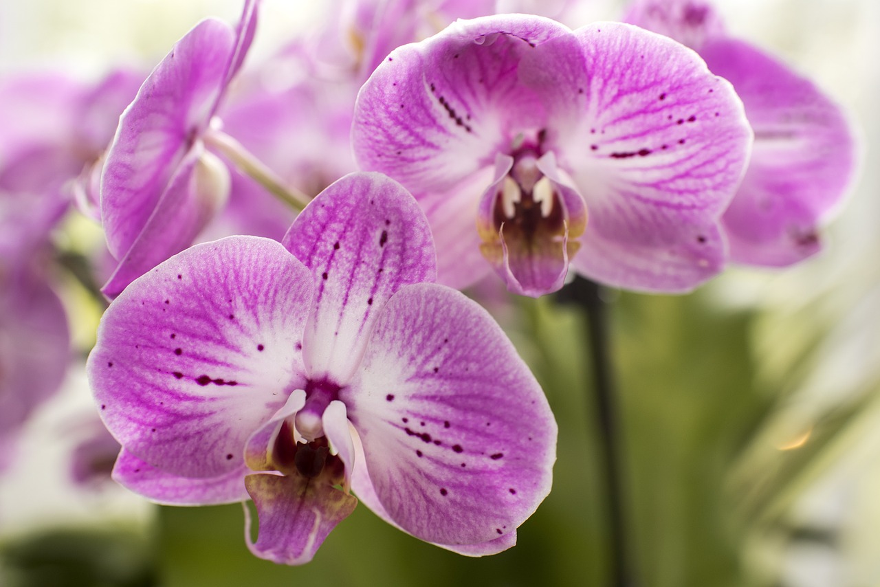 purple moth orchids flowers plants free photo
