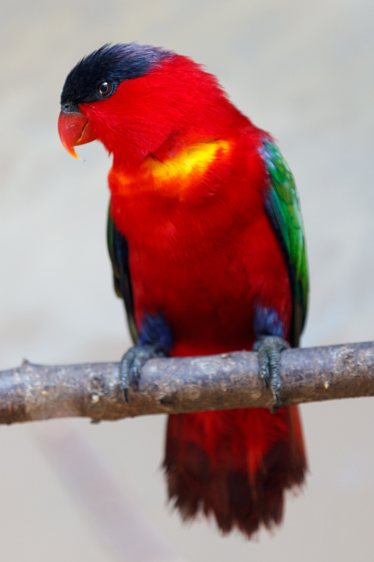 feather tail parrot free photo