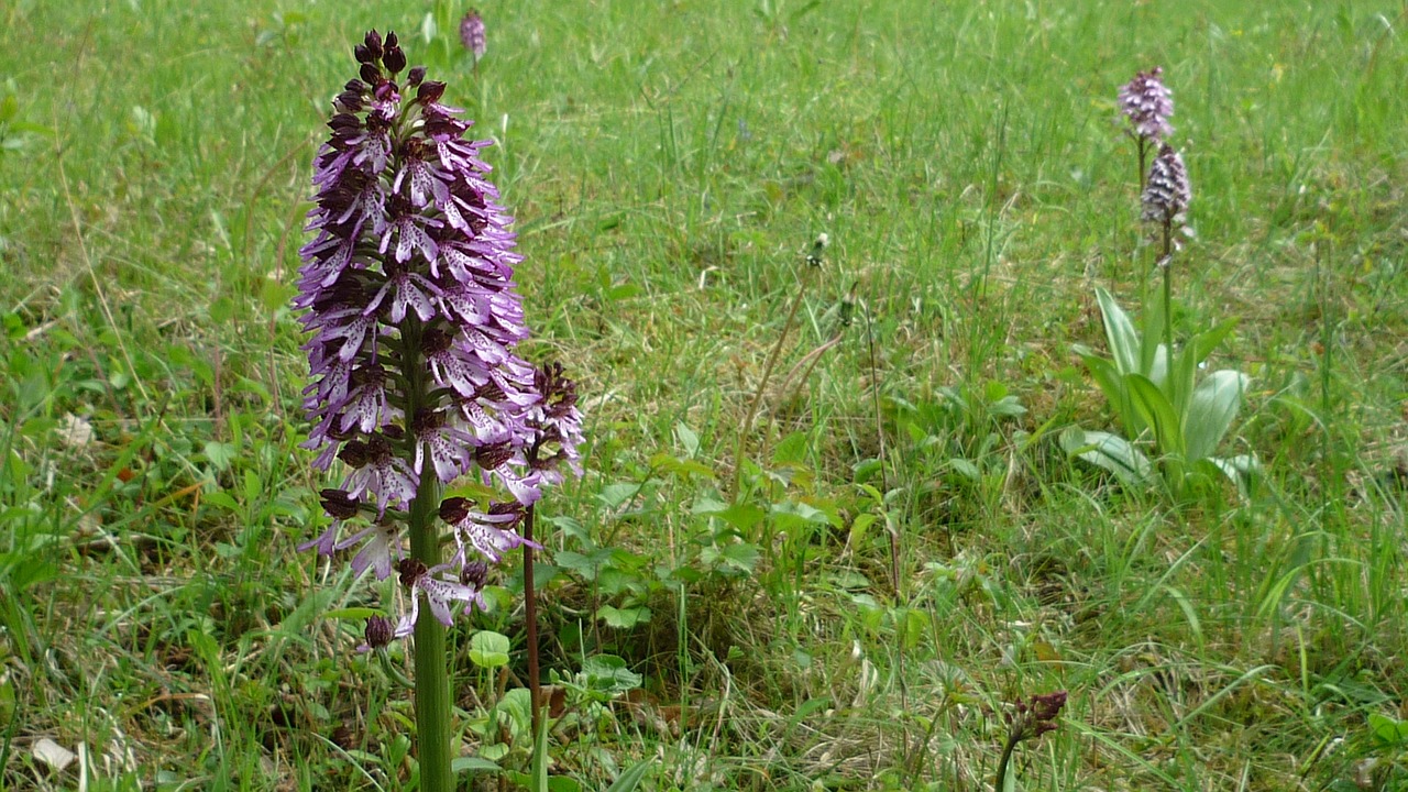purple orchid german orchid meadow free photo