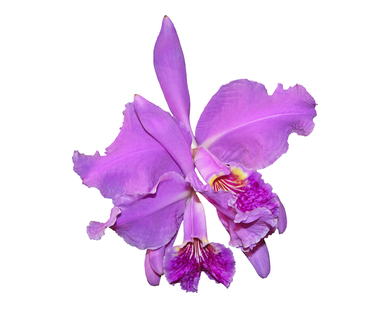 purple orchid flower plants free photo