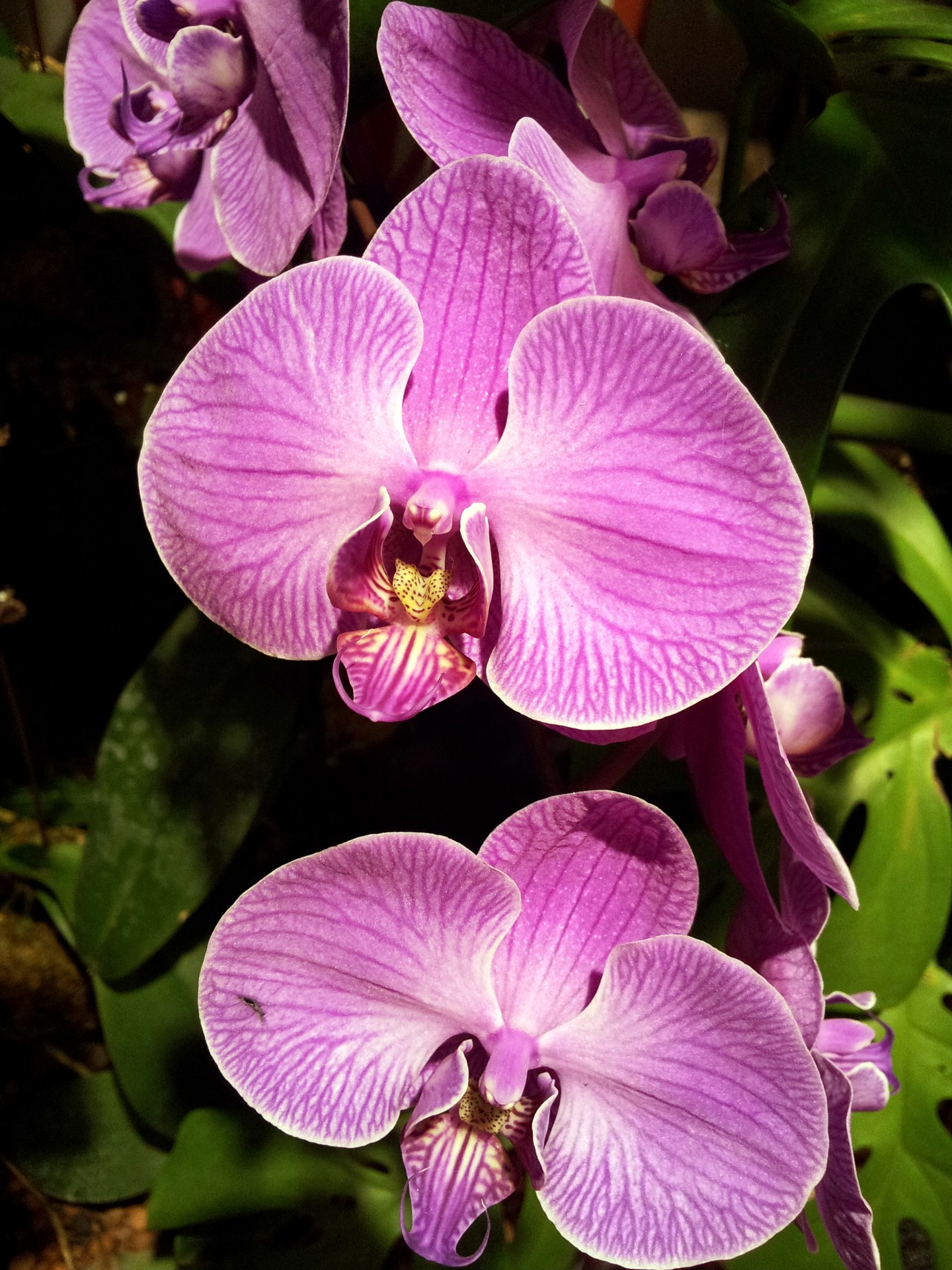 purple orchid flower petal singapore airport purple orchid flower petal free photo