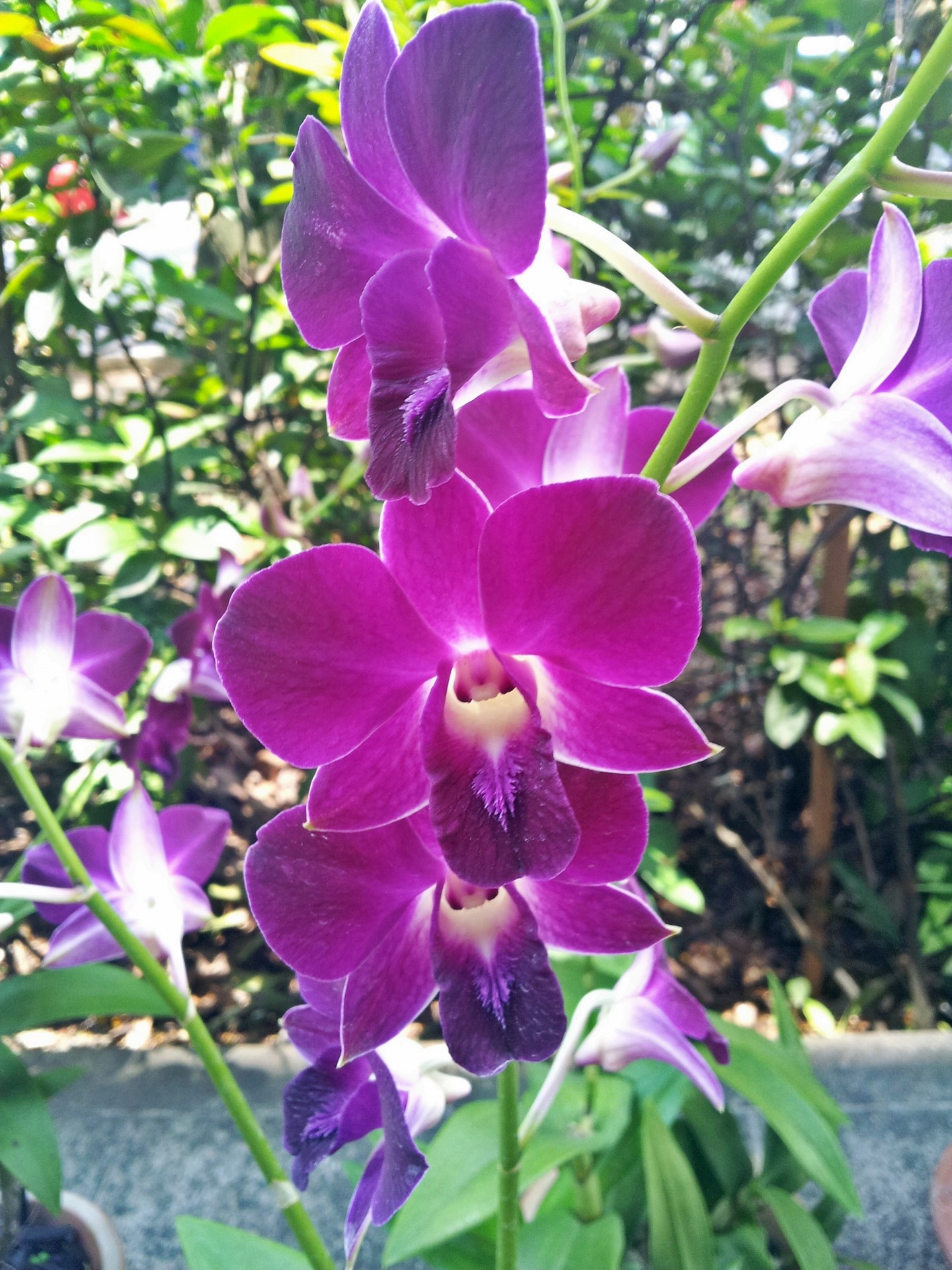 purple orchid flower free photo