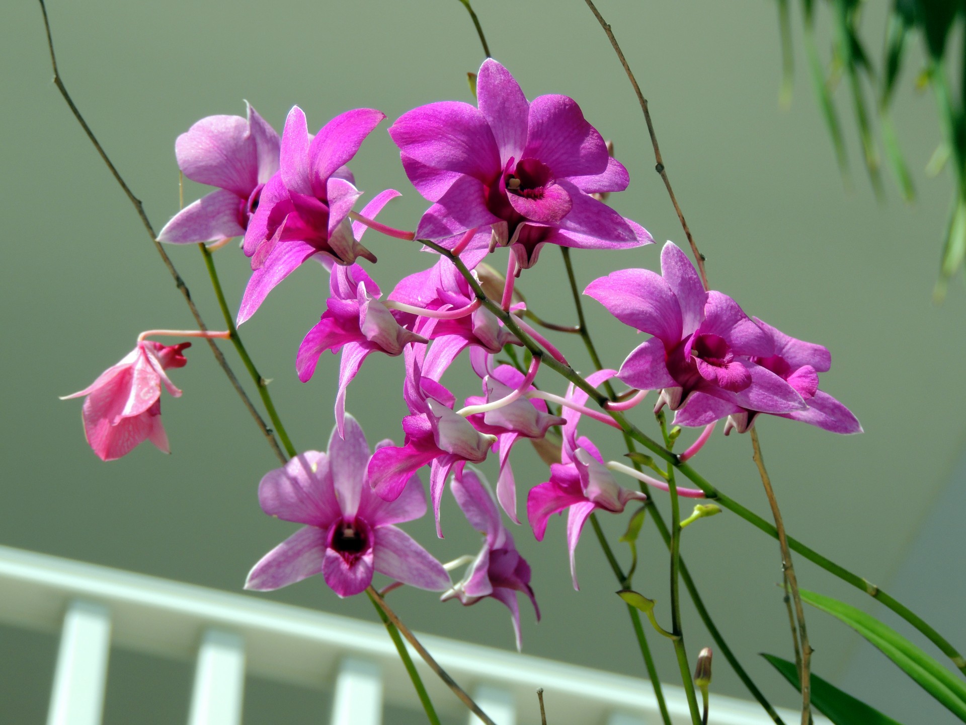 purple orchid flowers free photo