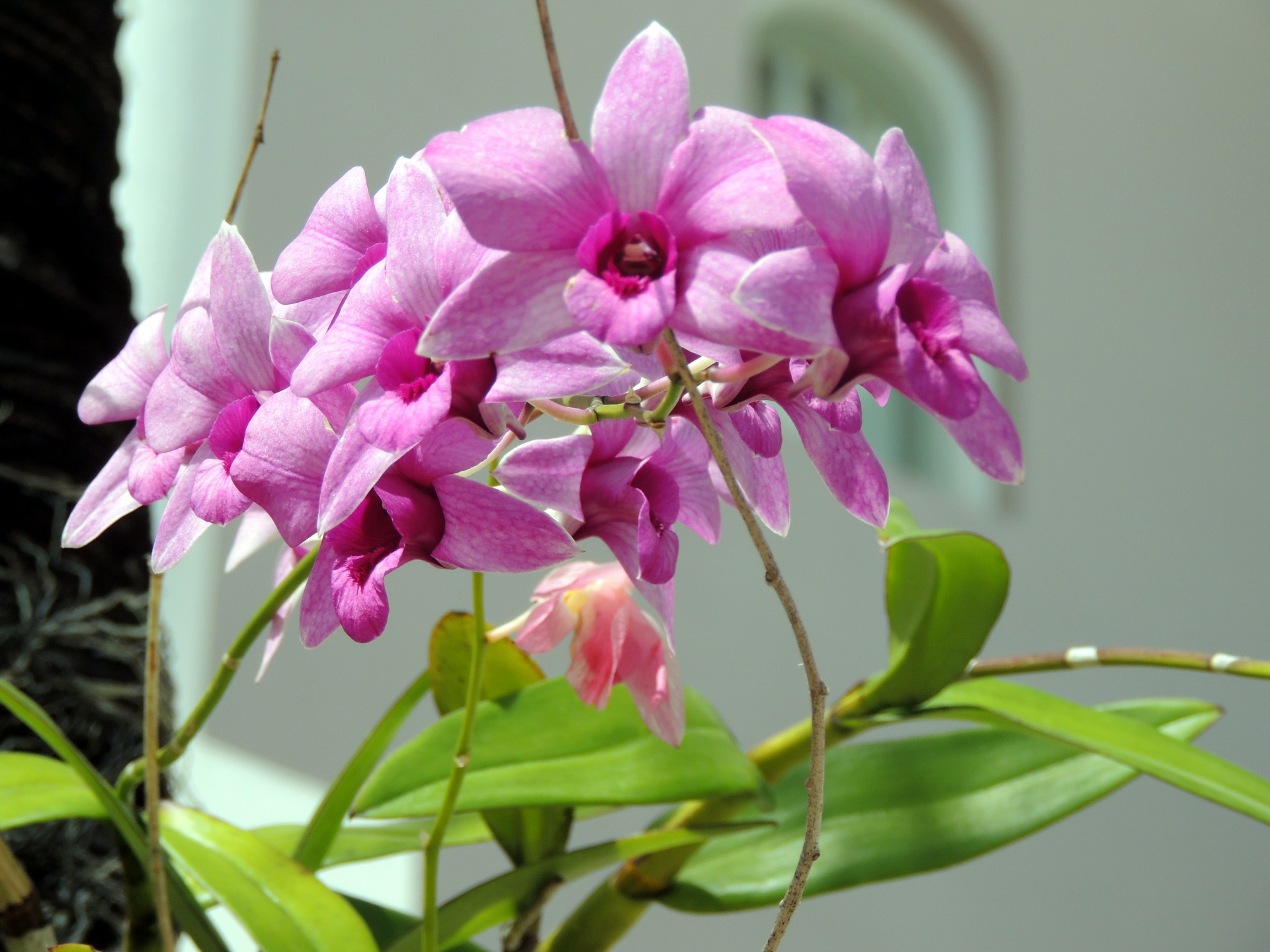 purple orchid flowers free photo