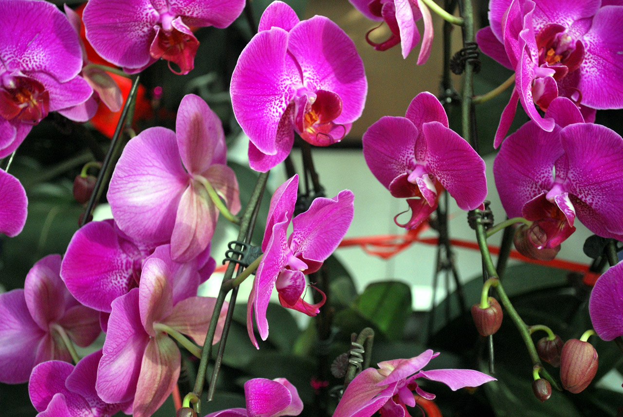 orchid orchids purple free photo