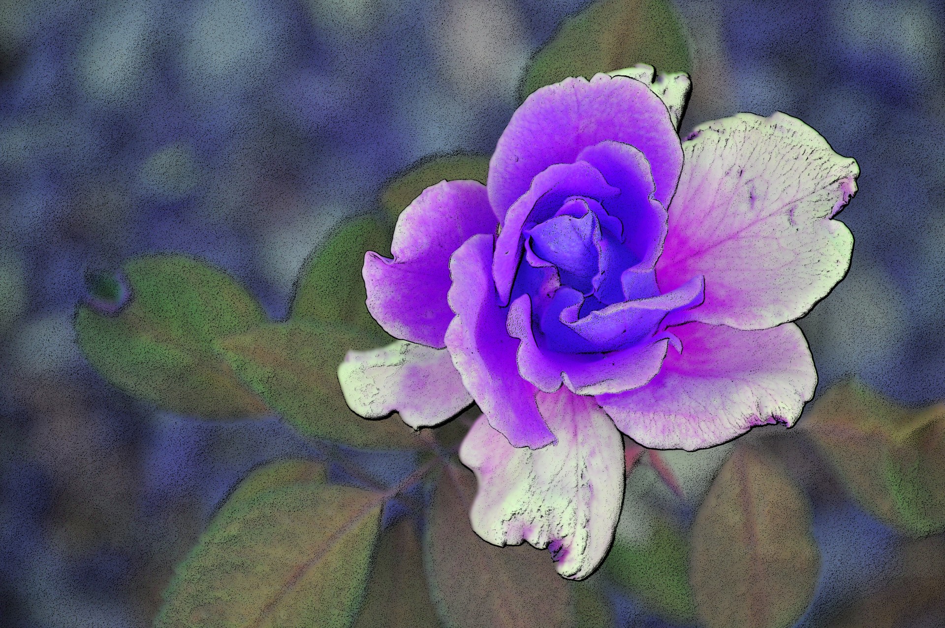 purple rose roses free photo