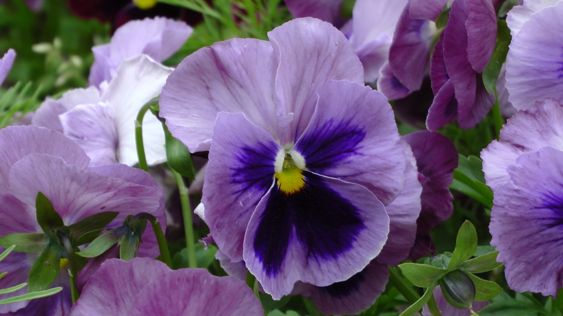 floral flower pattern purple pansy flower purple free photo