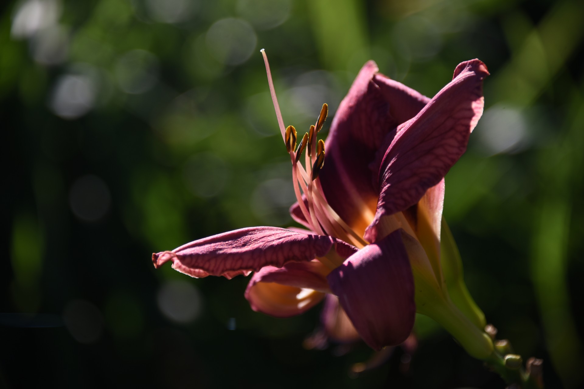 flowers floral shape free photo