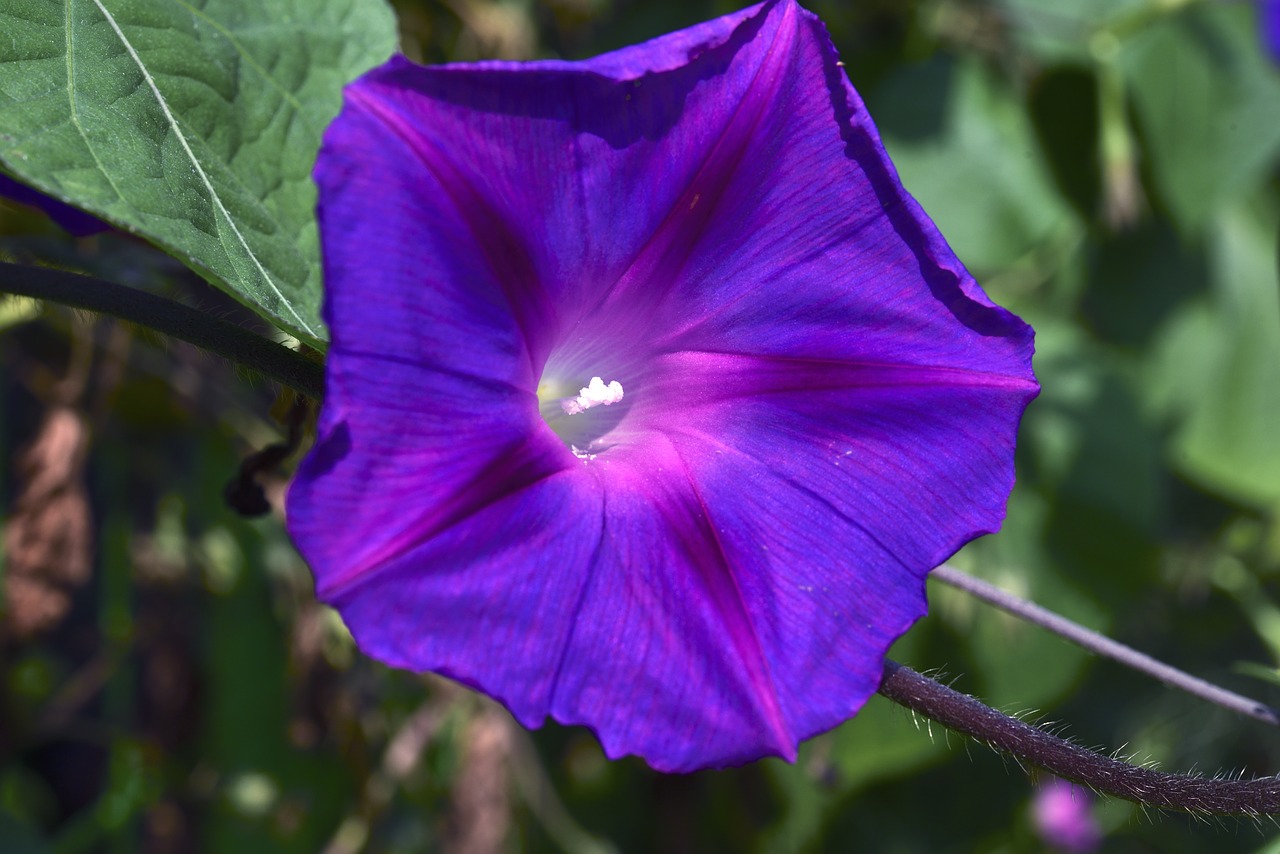 purple petunia affix macro free photo