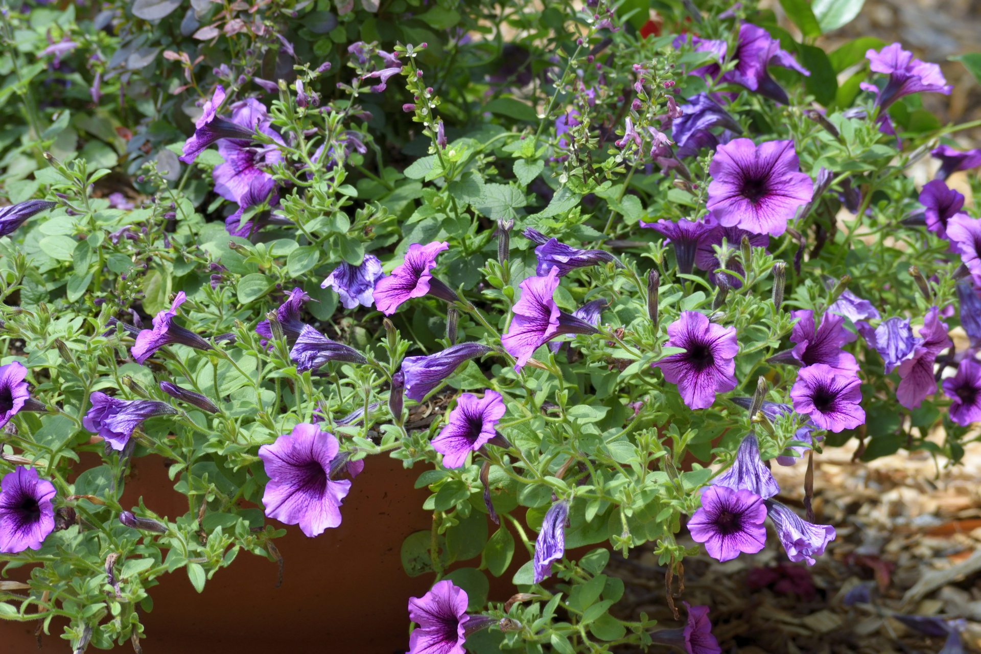 petunia nature flower free photo