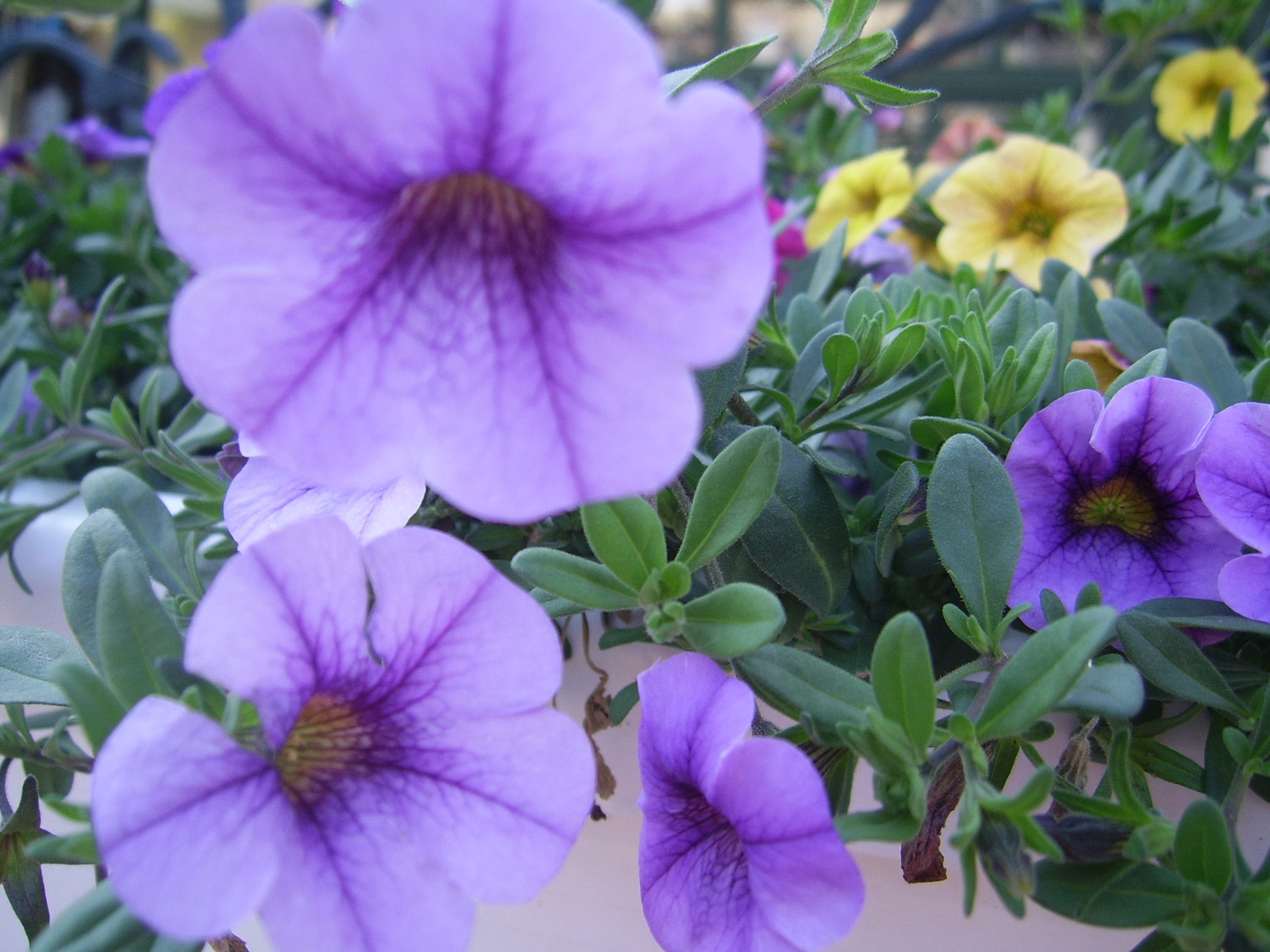 purple petunias flowers free photo