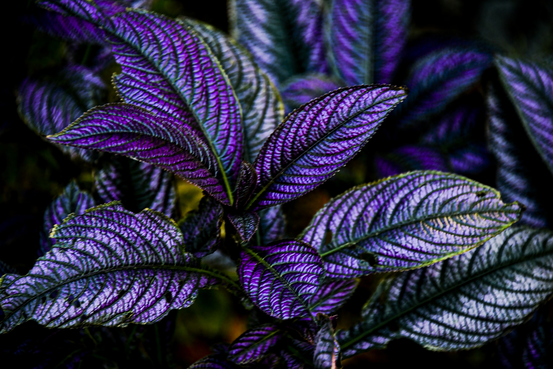 purple leaves botanical garden free photo