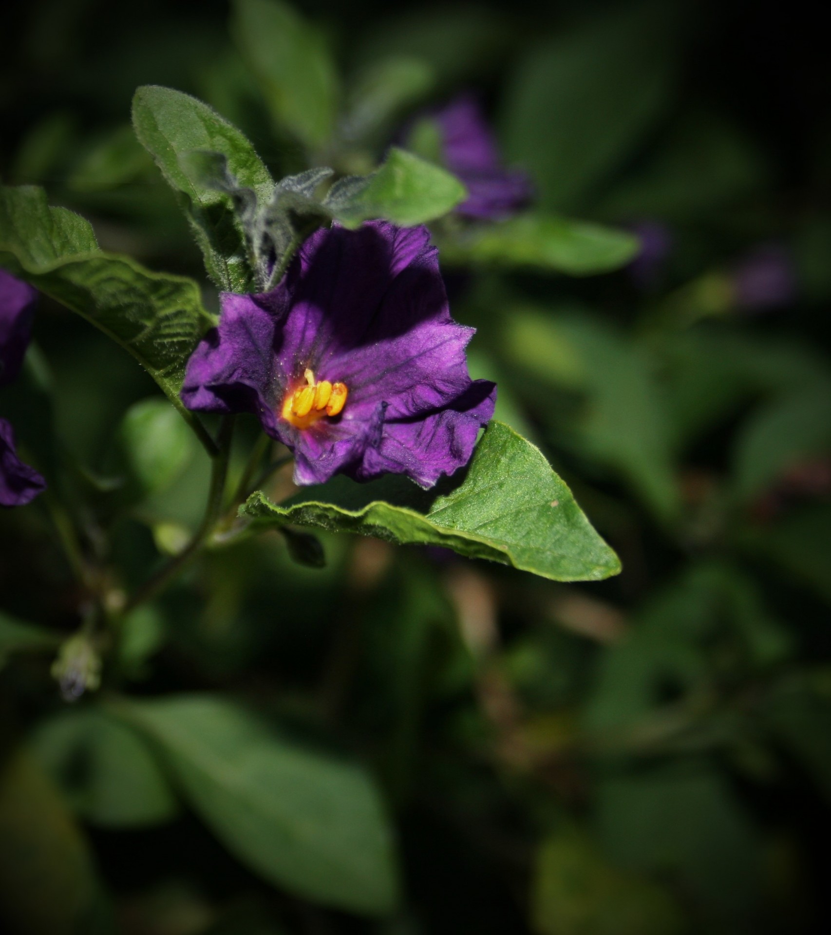 flower potato bush purple free photo