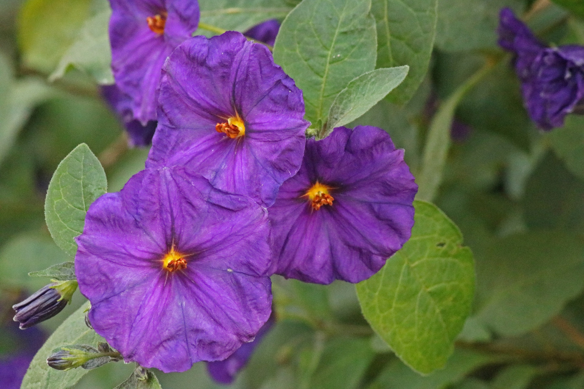 flower purple potato bush free photo