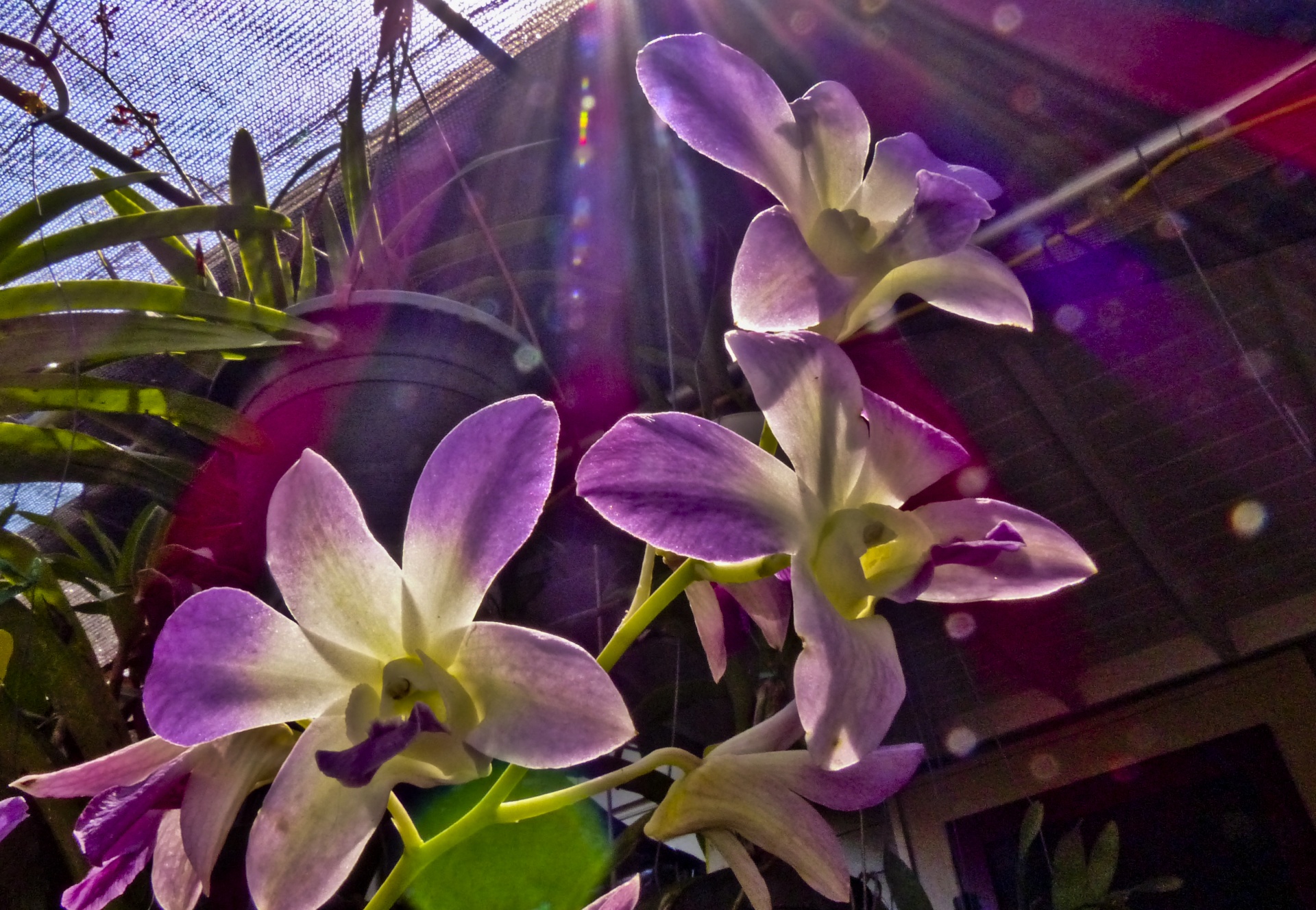orchid sun rays close free photo