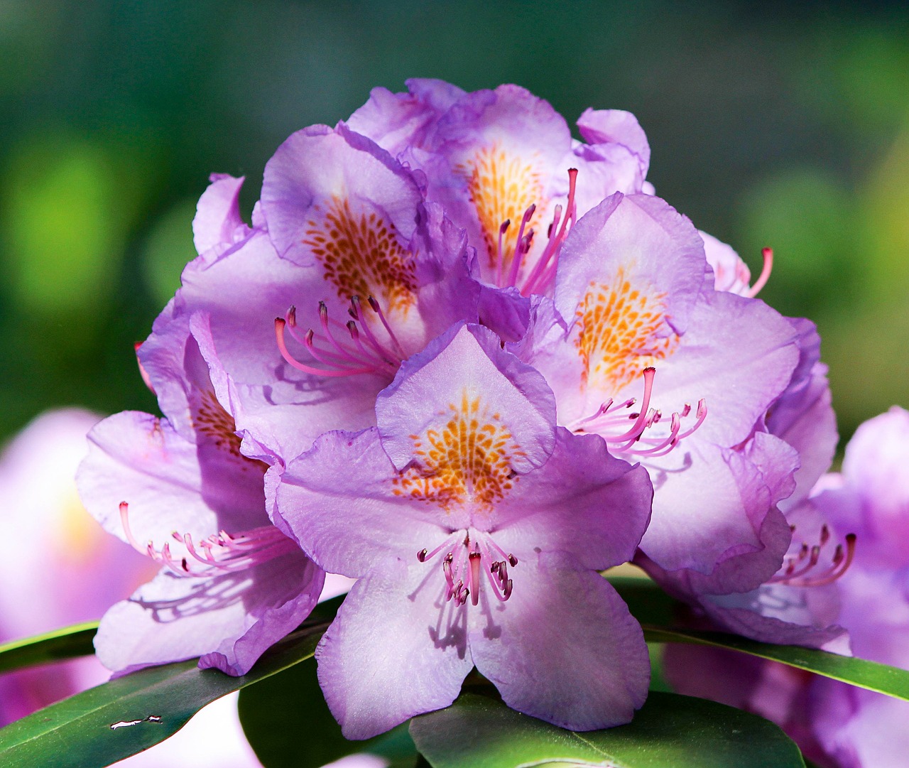 purple rhododendron shrub floral free photo