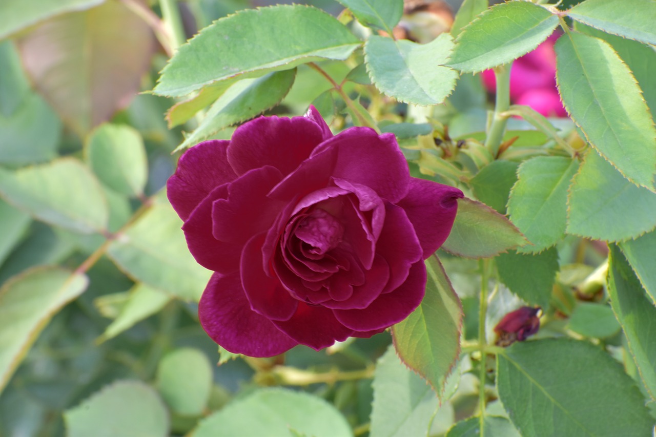 purple rose flower enchantment free photo