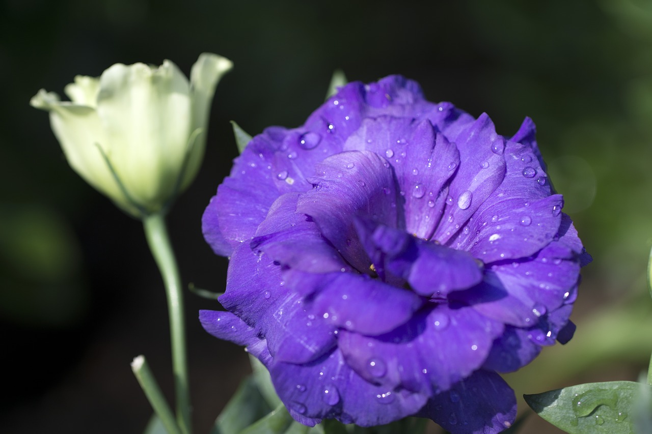 purple rose chongqing nanshan botanical garden free photo