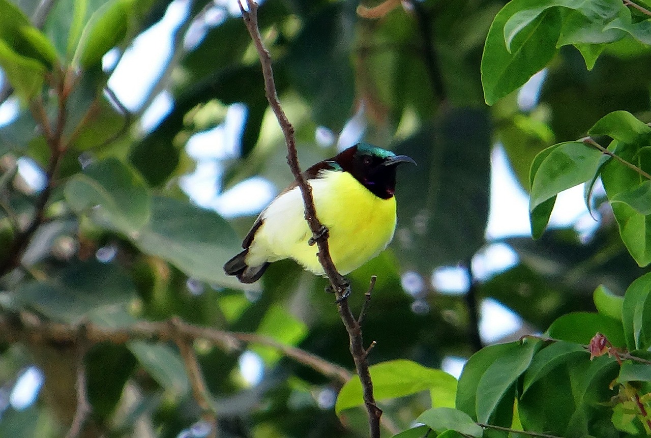 purple-rumped sunbird leptocoma zeylonica sunbird free photo