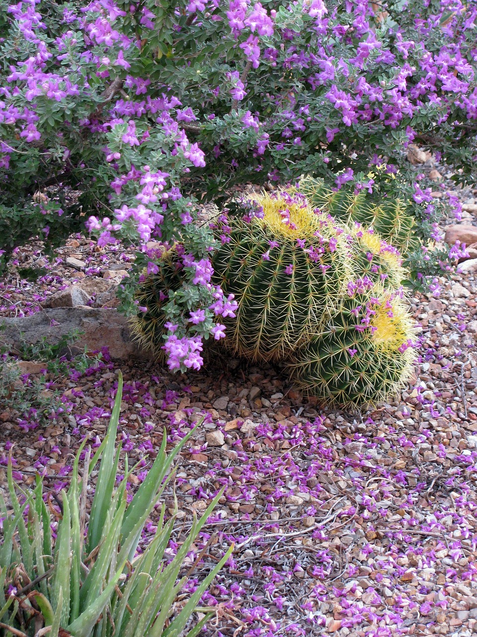 purple sage texas ranger leucophyllum free photo