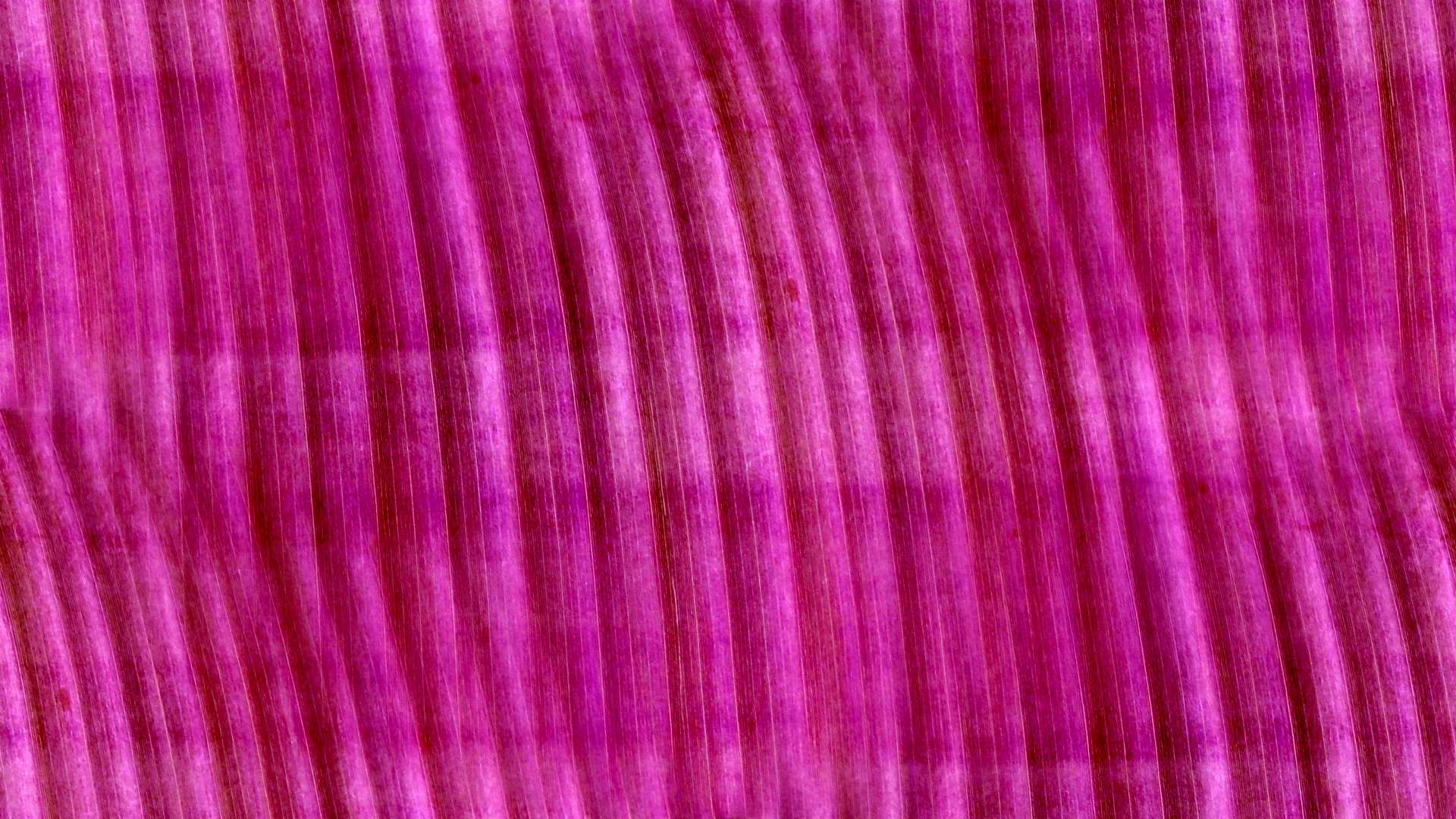 purple wallpaper background free photo